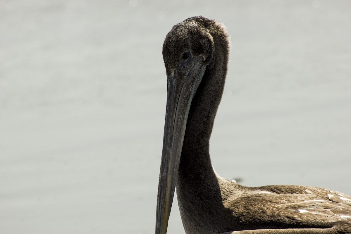 Brown Pelican - ML143494191