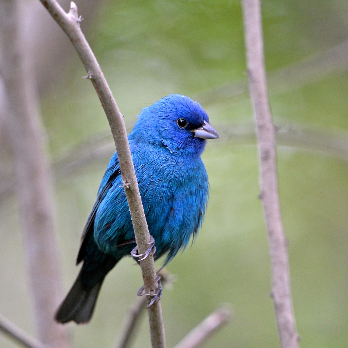 Indigo Bunting - ML143494411