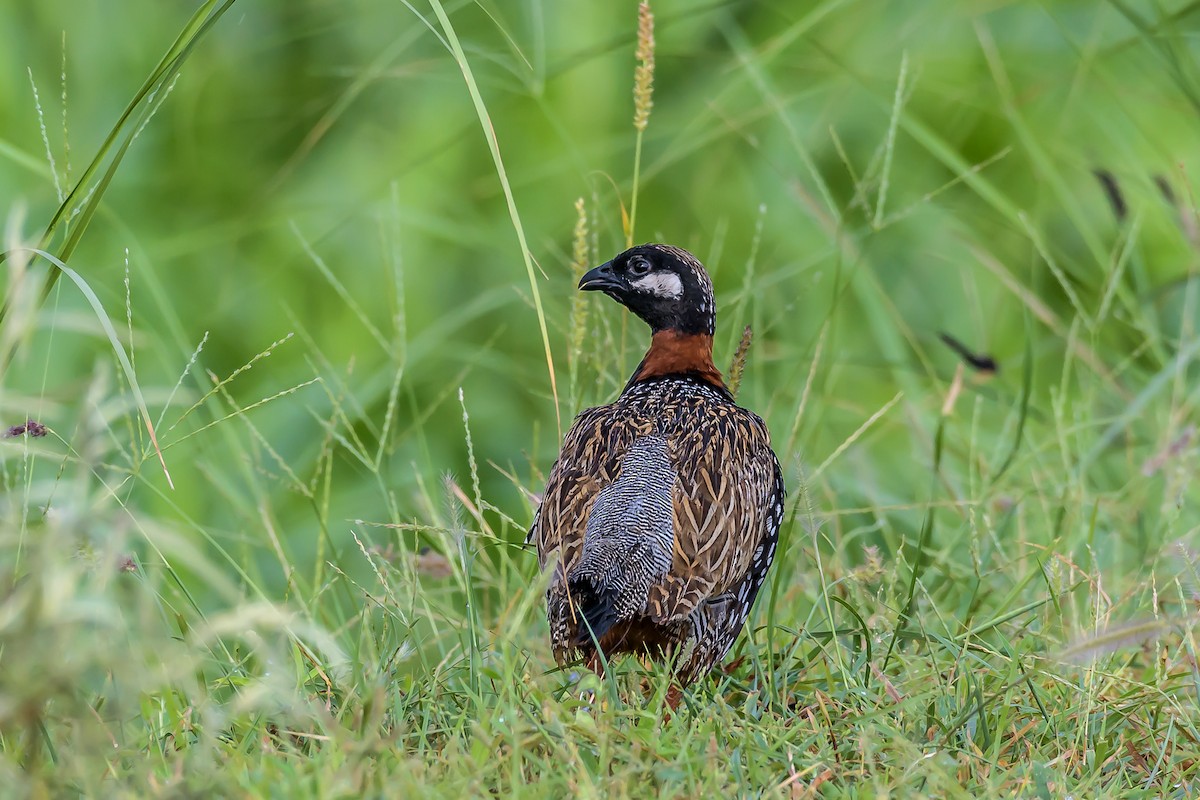 Black Francolin - ML143494441