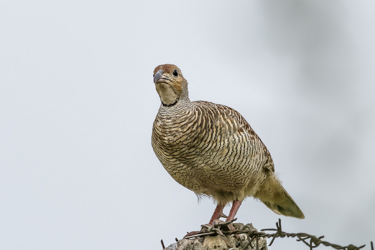 Gray Francolin - ML143494841