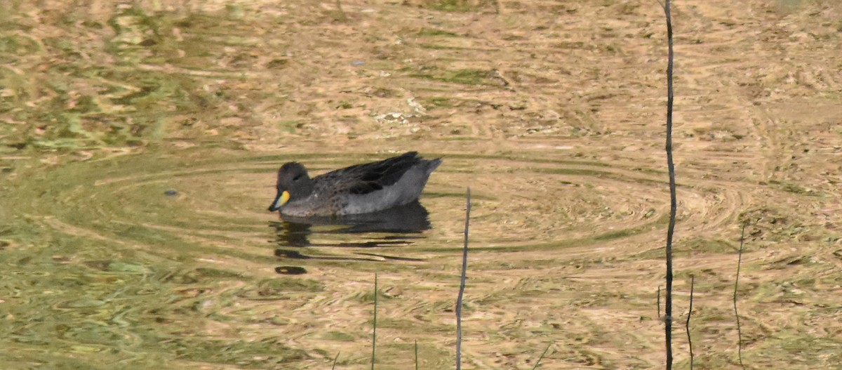 Yellow-billed Teal - andres ebel