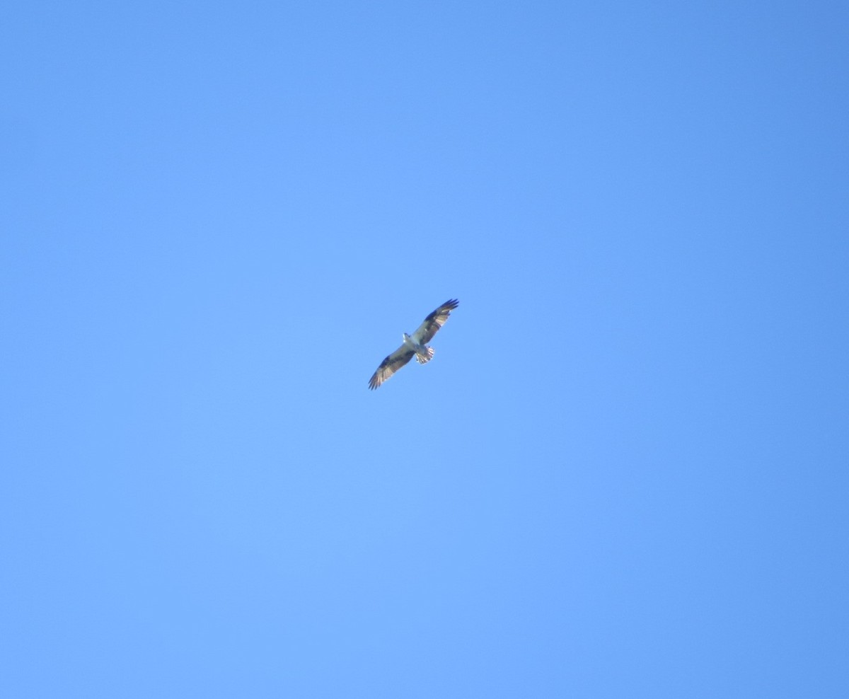 Osprey (carolinensis) - ML143496591