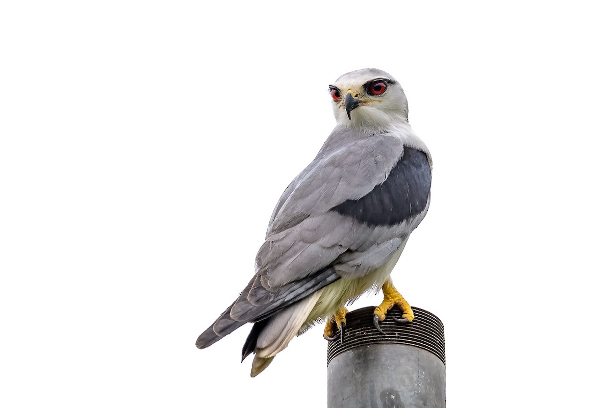 Black-winged Kite - ML143496801