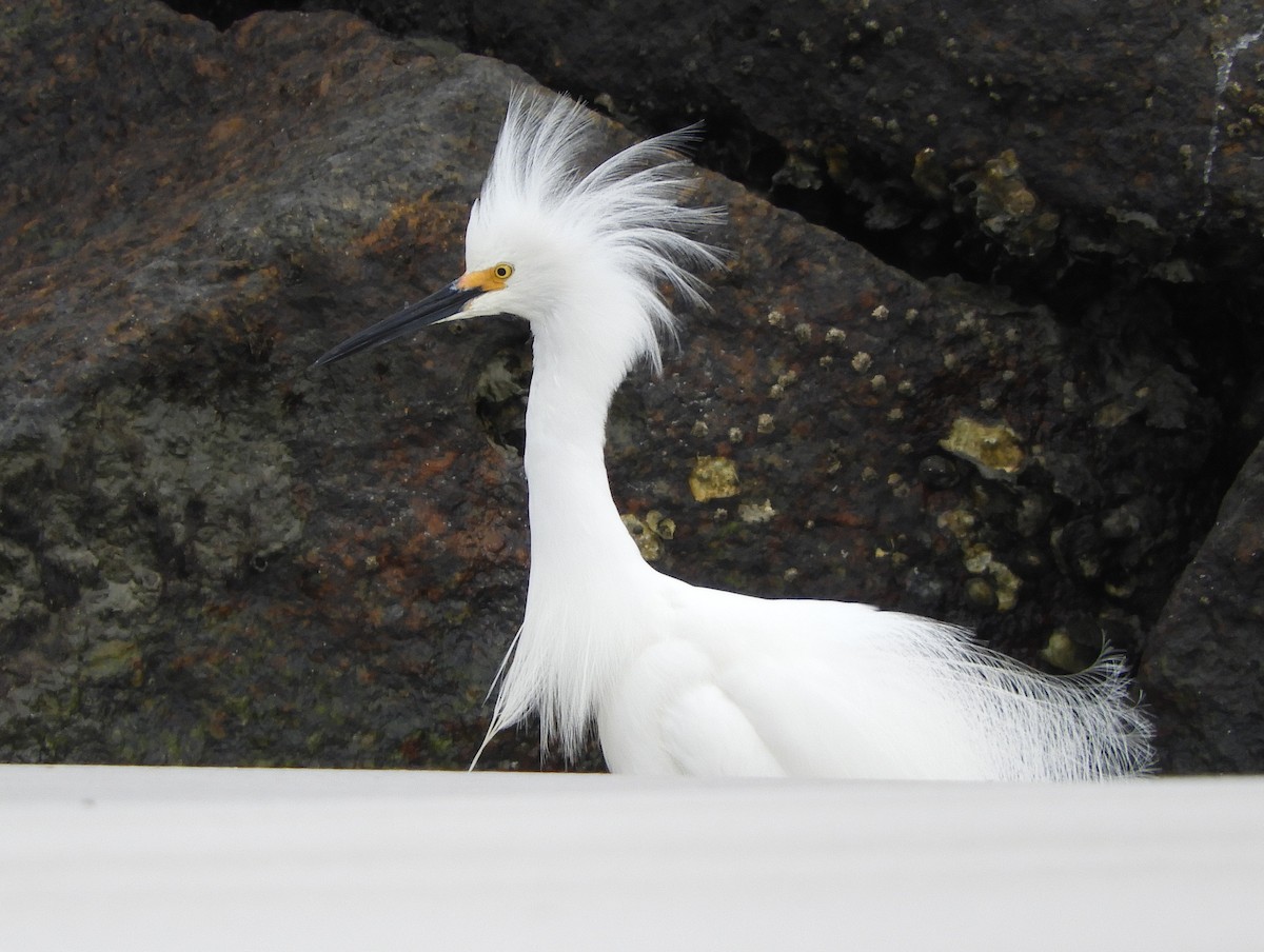 Snowy Egret - ML143497311