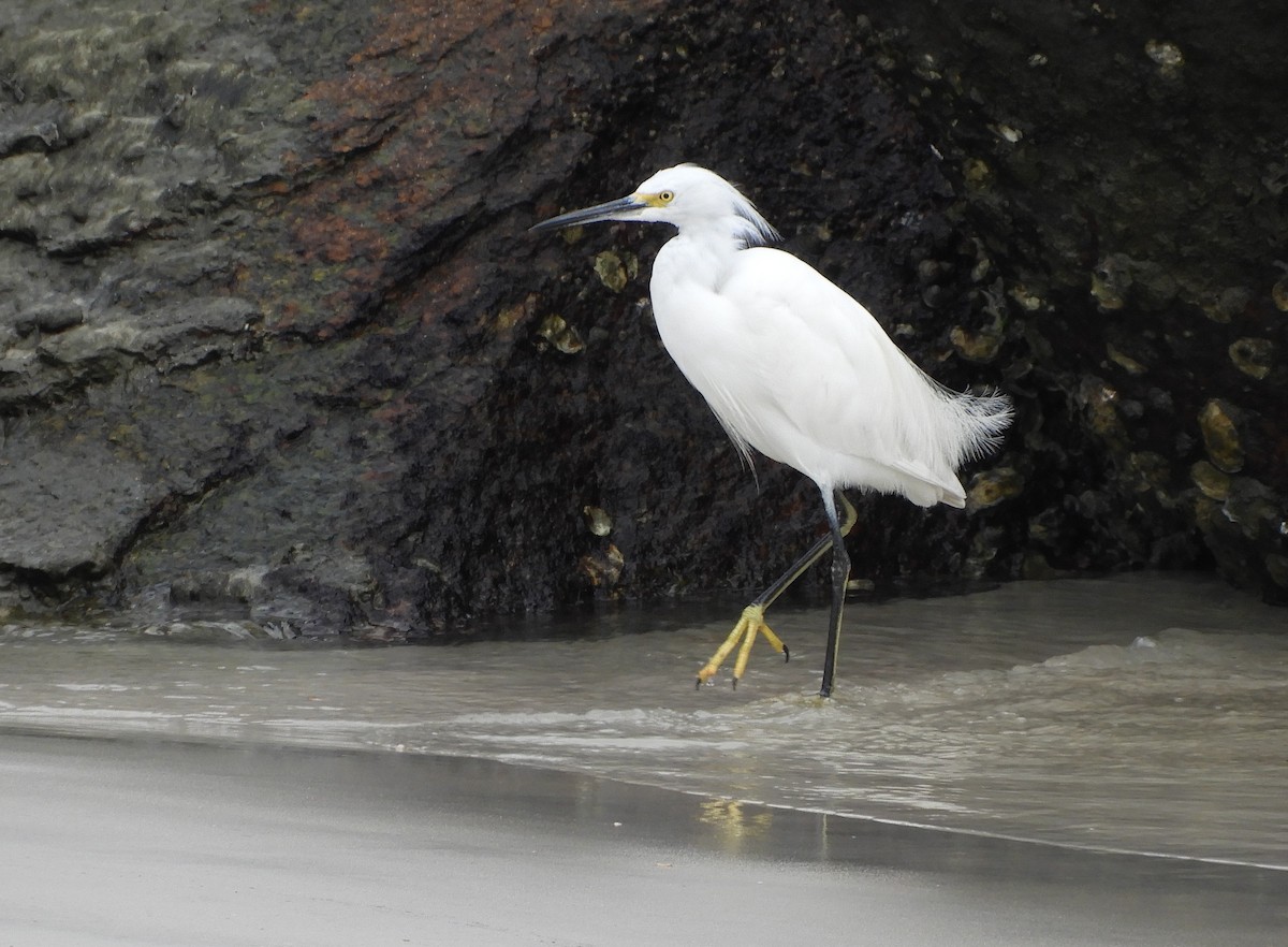 Snowy Egret - ML143497321