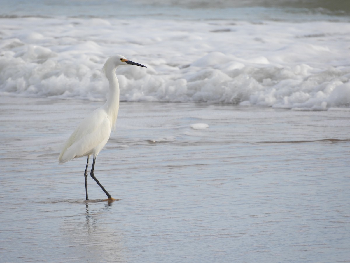 Snowy Egret - ML143497391