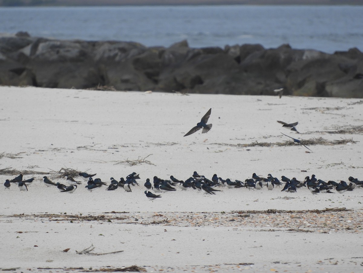 Tree Swallow - ML143497941