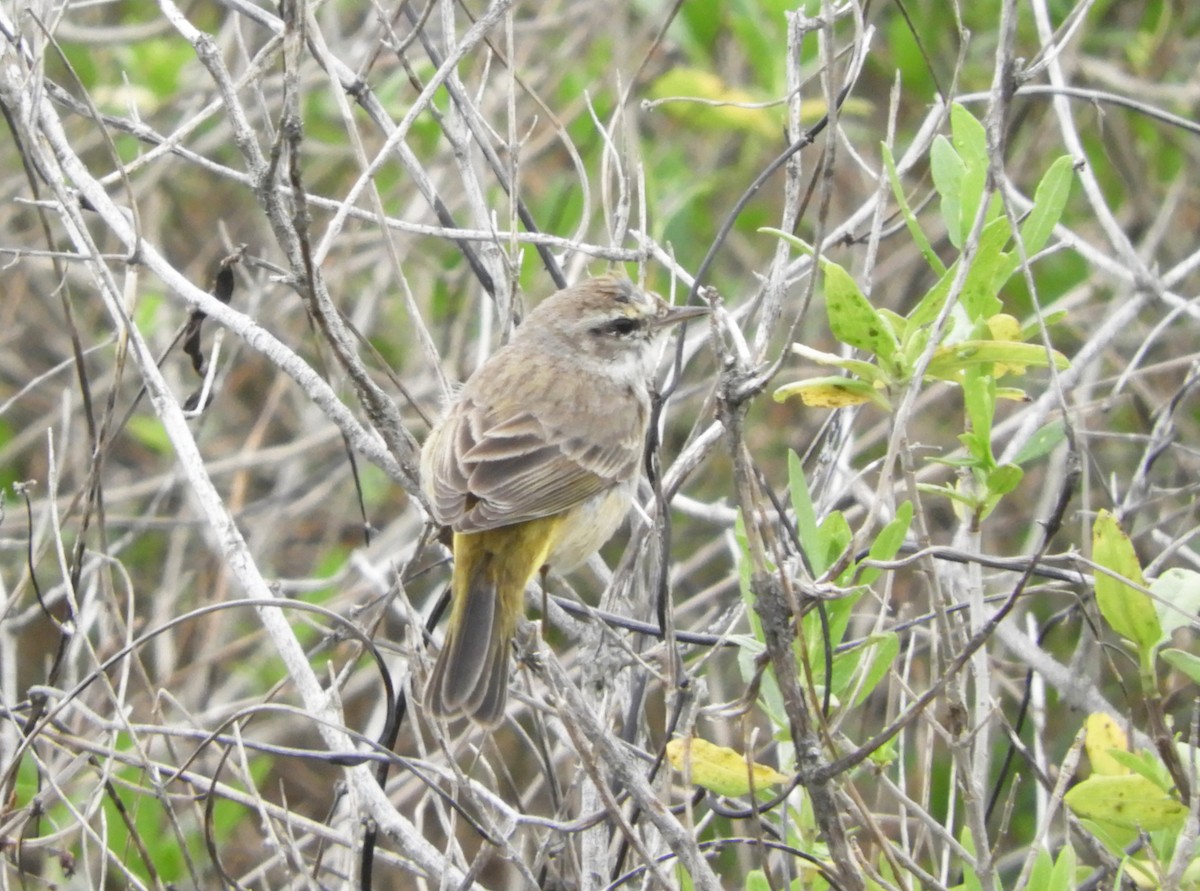 Palm Warbler - ML143498261