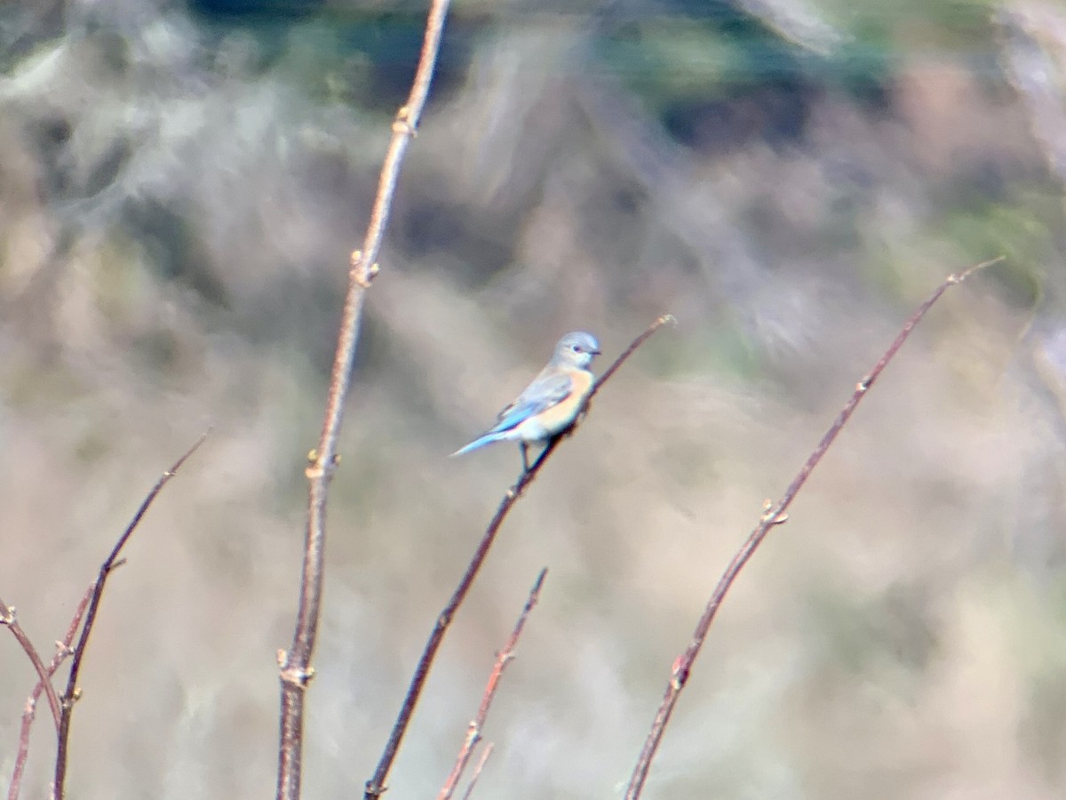 Western Bluebird - ML143498721