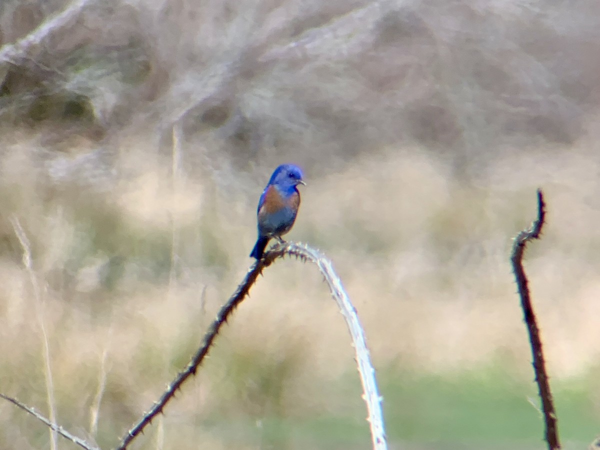 Western Bluebird - ML143498741