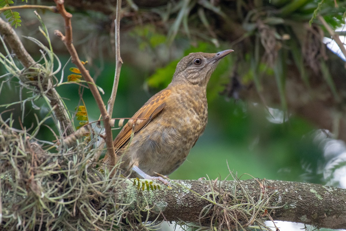 Pale-breasted Thrush - ML143499421