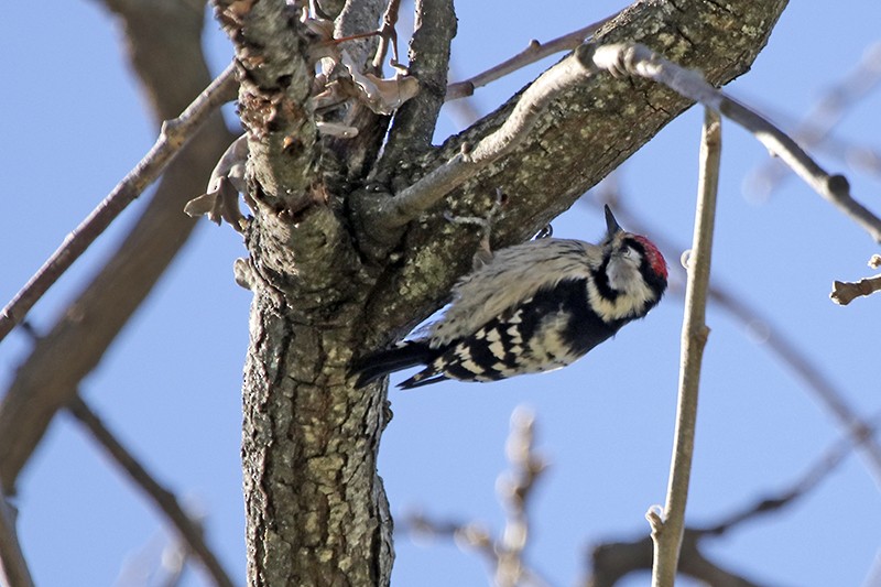 Lesser Spotted Woodpecker - Francisco Barroqueiro