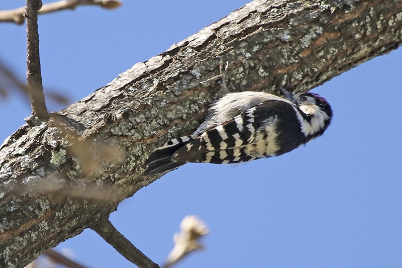 Lesser Spotted Woodpecker - Francisco Barroqueiro