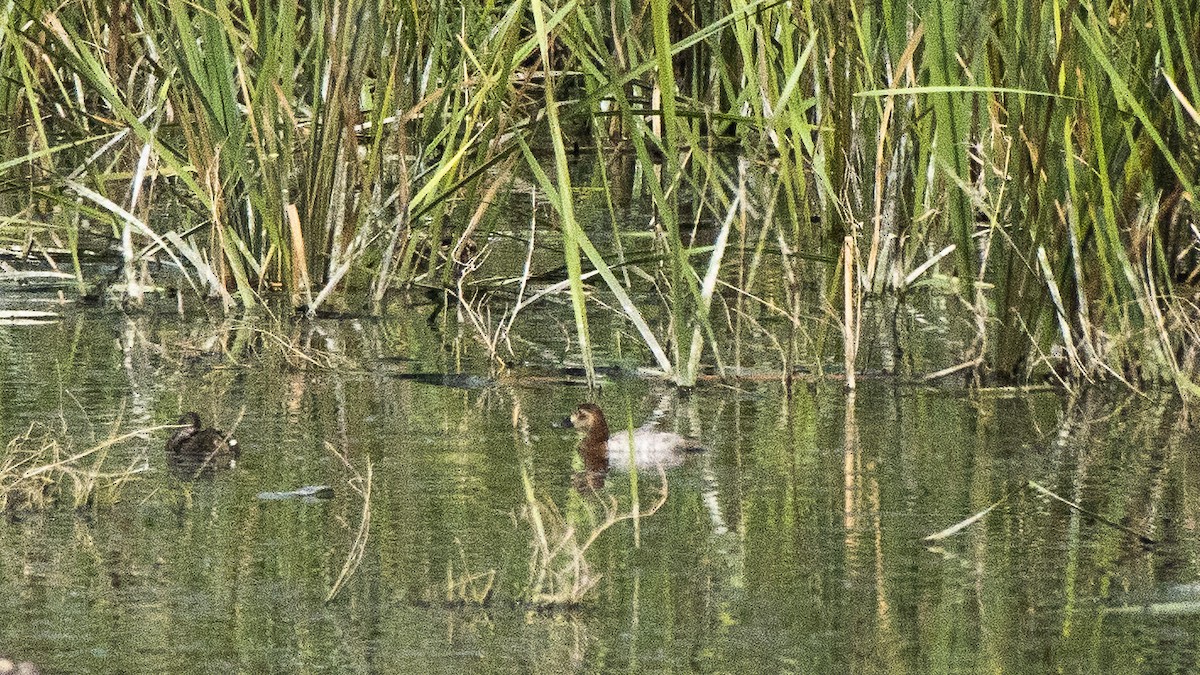 Common Pochard - ML143501191