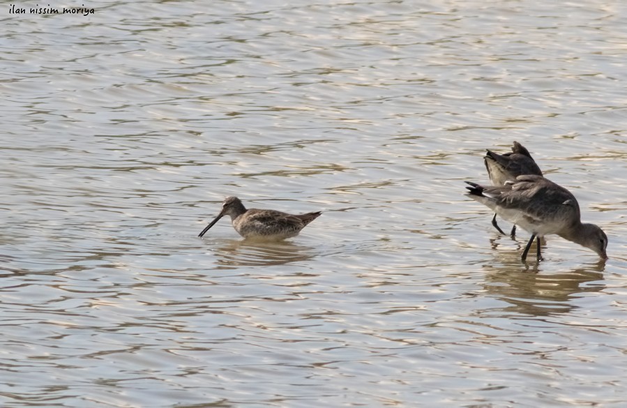 Long-billed Dowitcher - ML143502951