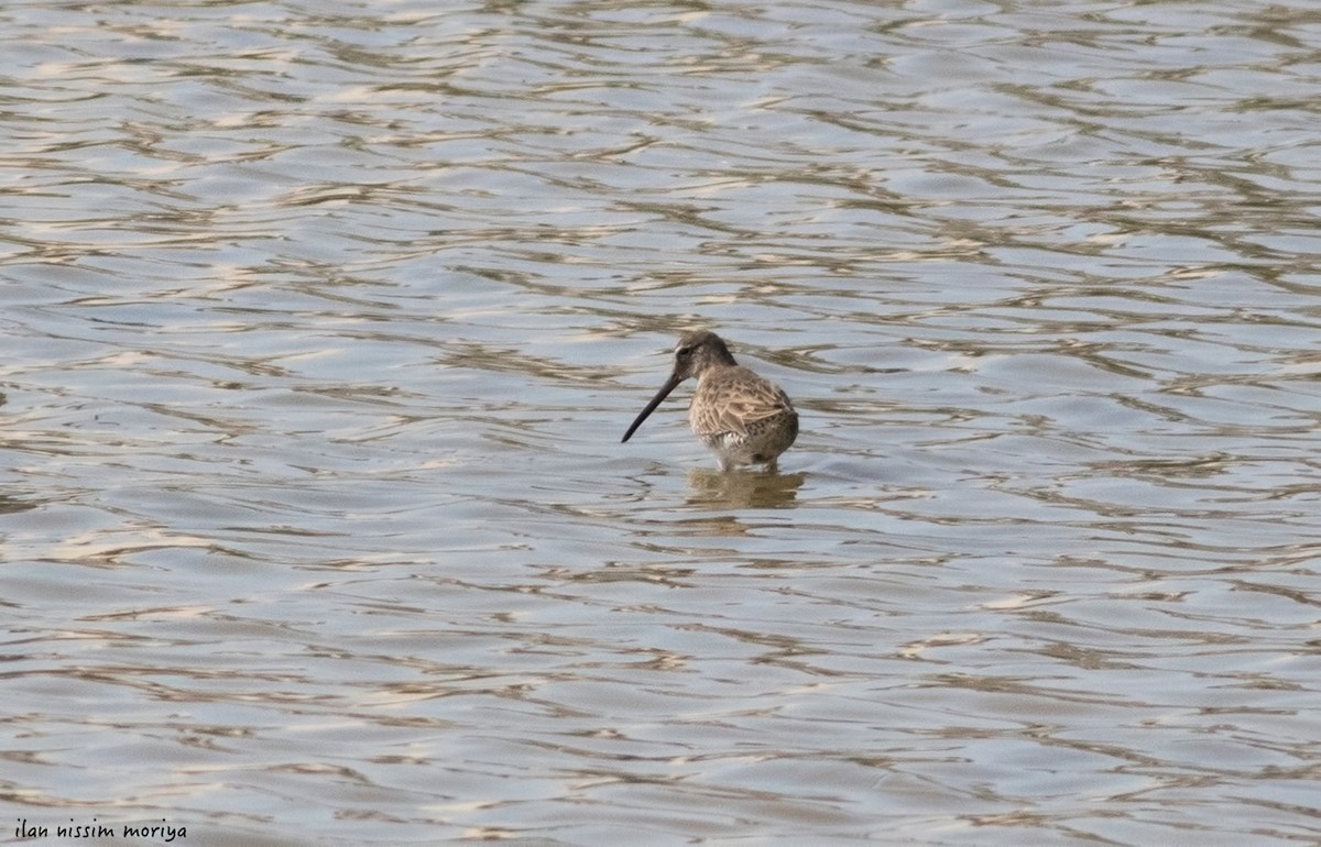Long-billed Dowitcher - ML143502981