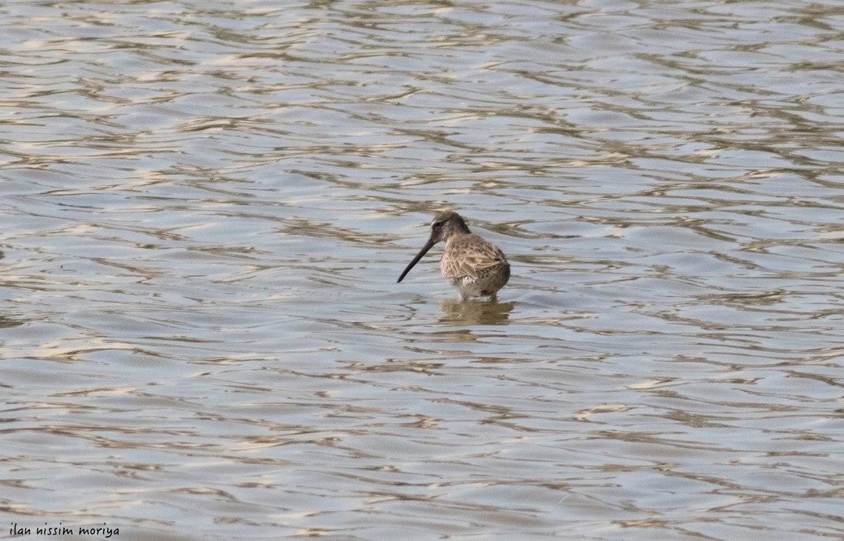 Tundraschlammläufer - ML143502981