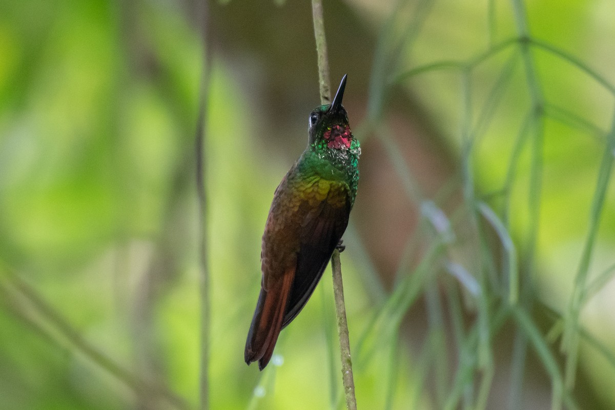 Colibri rubis-émeraude - ML143503521