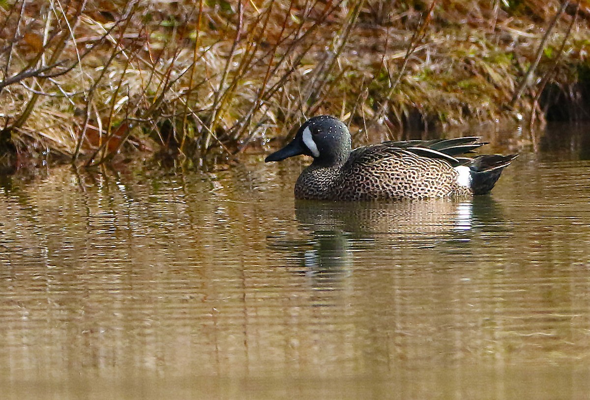 Blue-winged Teal - ML143505361