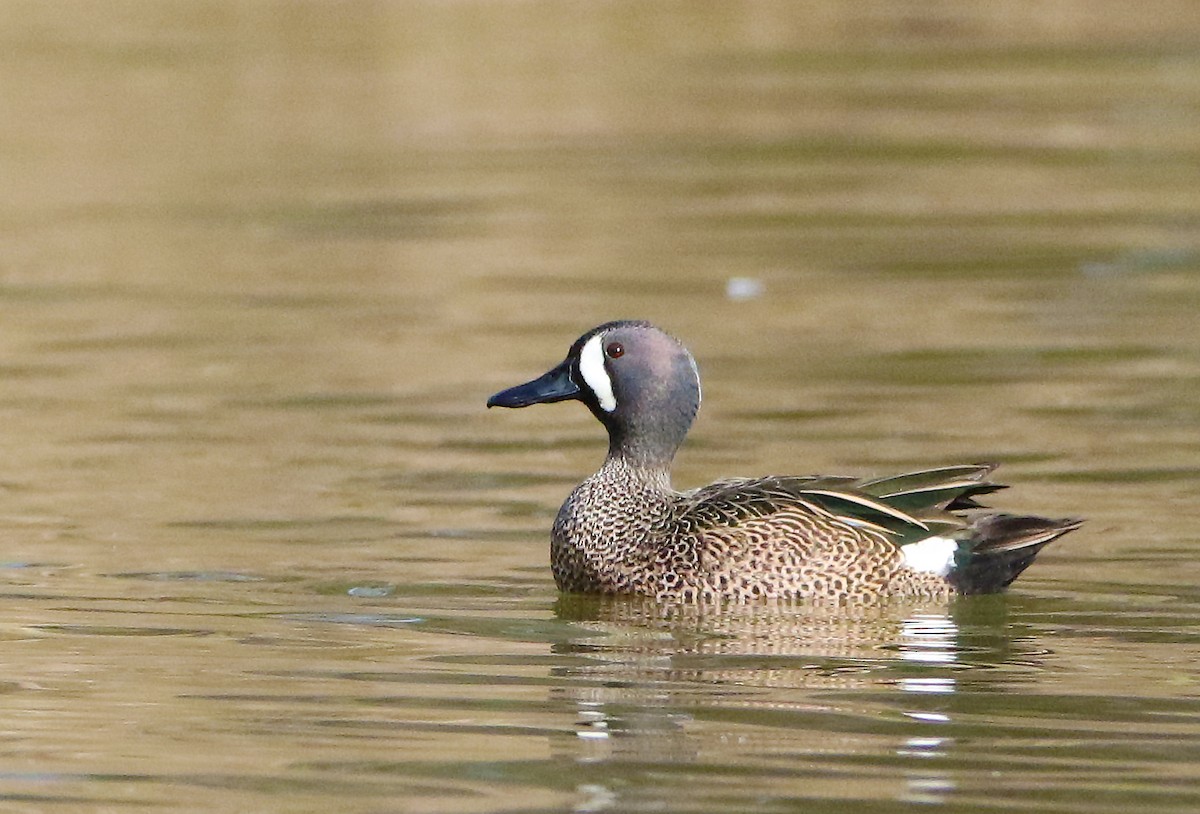 Blue-winged Teal - ML143505381