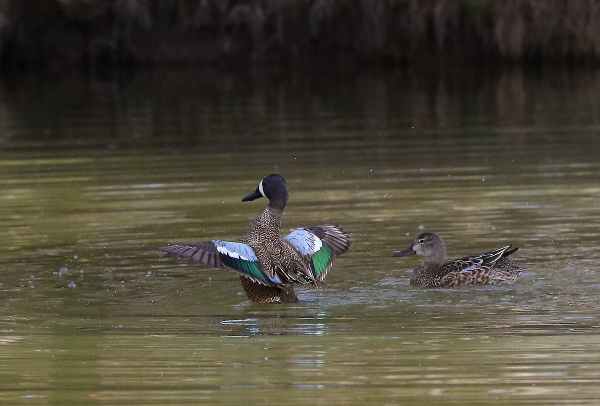 Blue-winged Teal - ML143505511