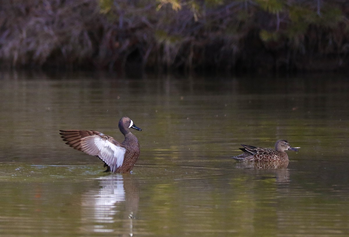 Blue-winged Teal - ML143505561