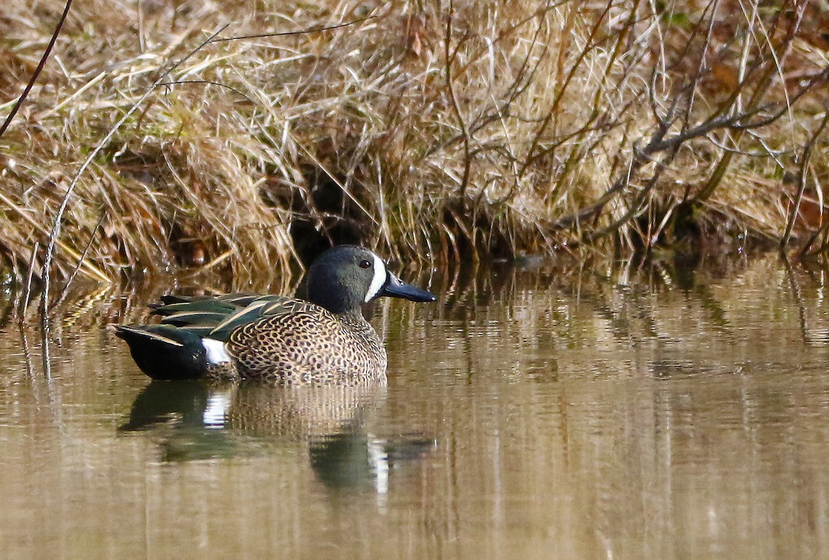 Blue-winged Teal - ML143505571