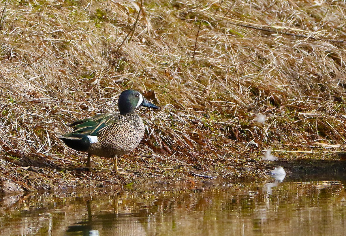Blue-winged Teal - ML143505611