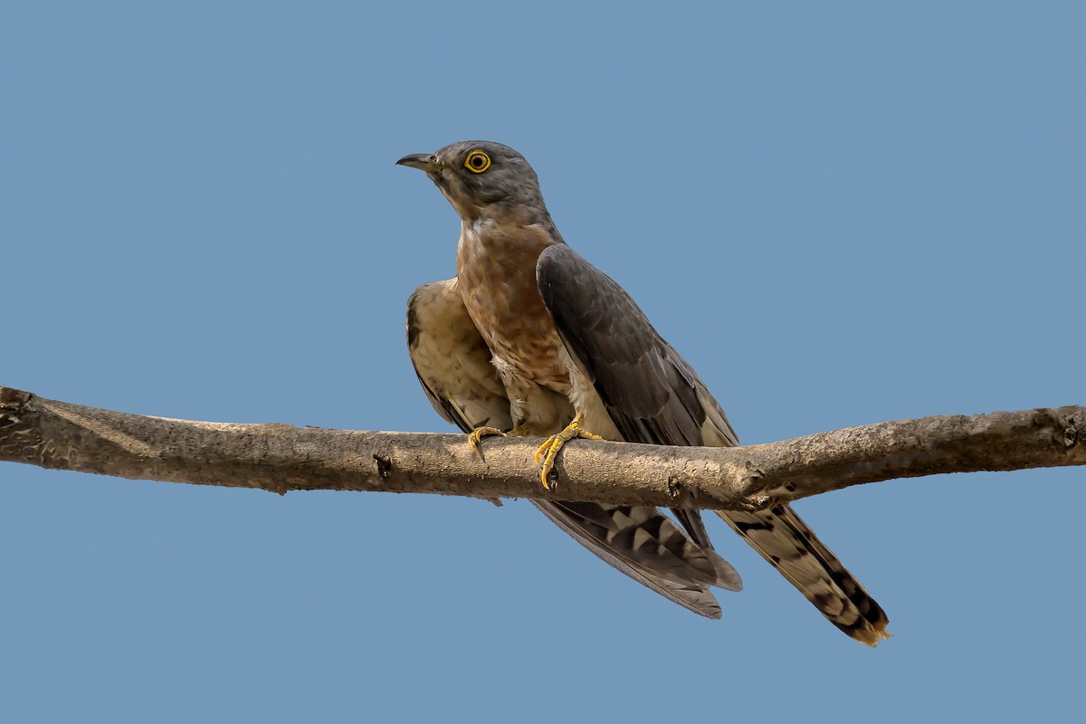 Common Hawk-Cuckoo - ML143505771