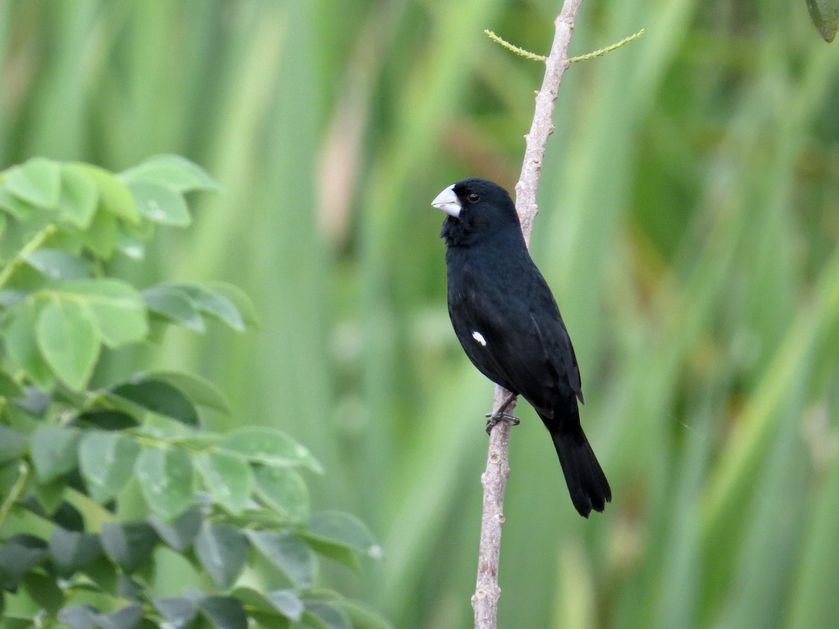Large-billed Seed-Finch - ML143505851