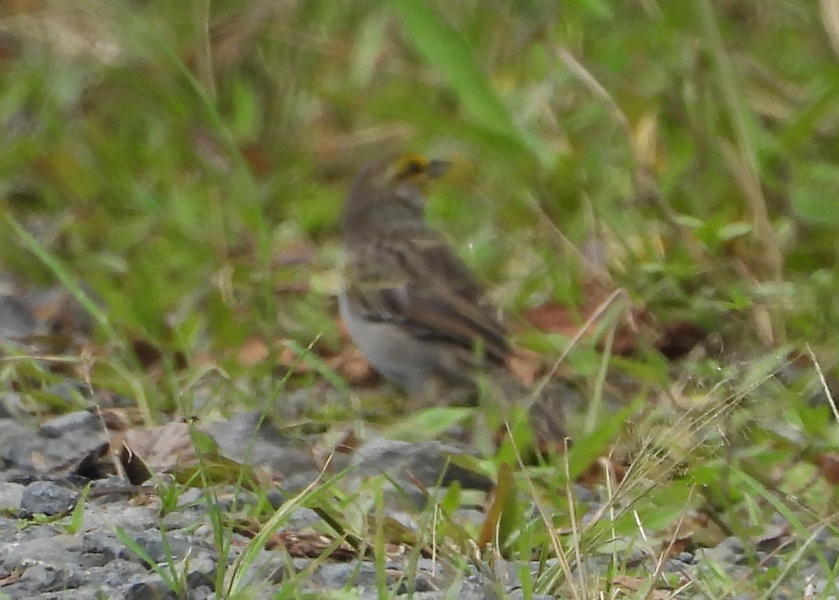 Yellow-browed Sparrow - Annette Daughdrill