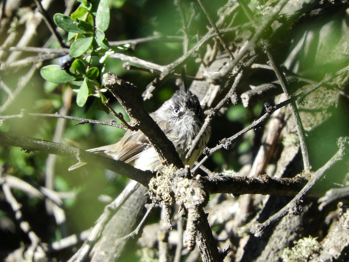 Tufted Tit-Tyrant - ML143506961