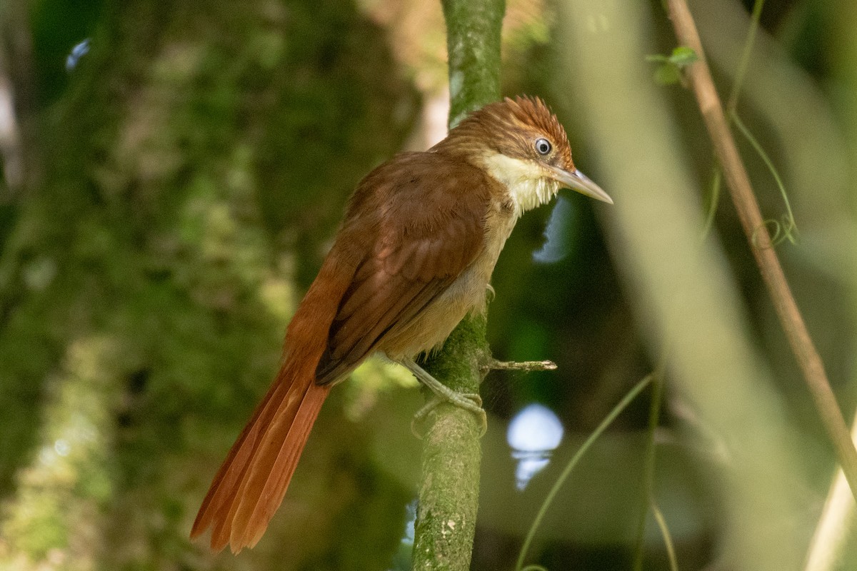 Weißaugen-Baumspäher - ML143507261