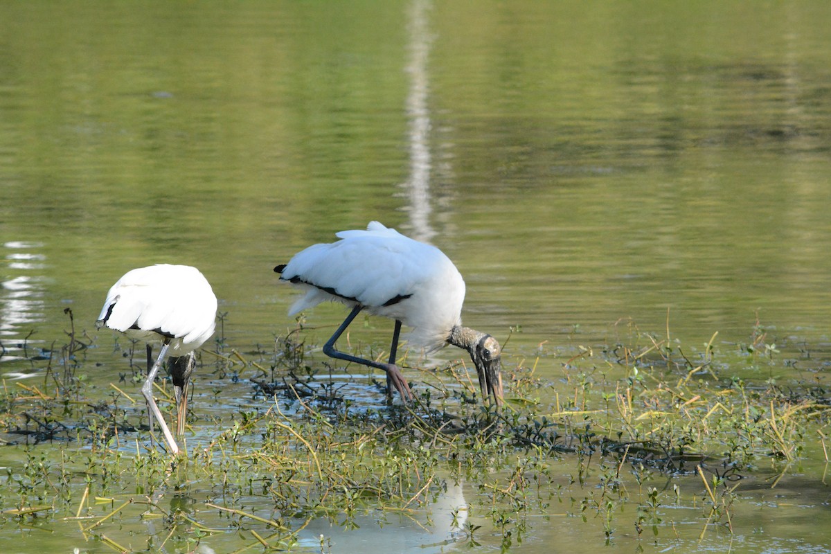 Wood Stork - ML143508241