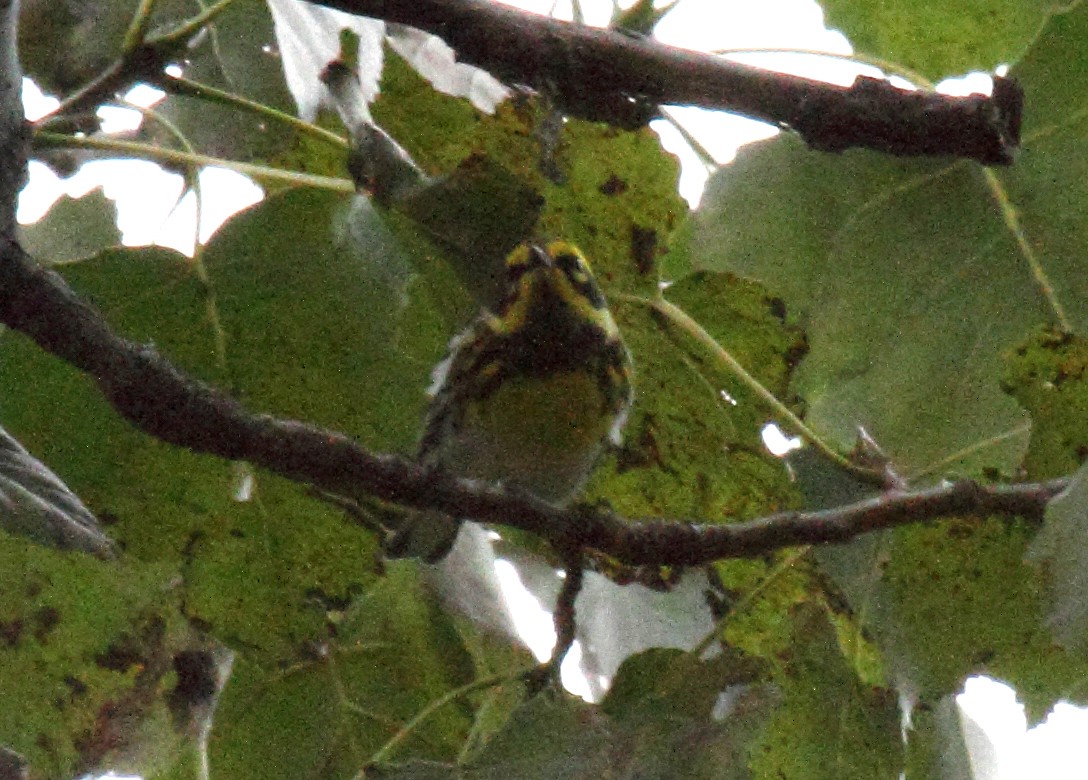 Townsend's Warbler - ML143508521