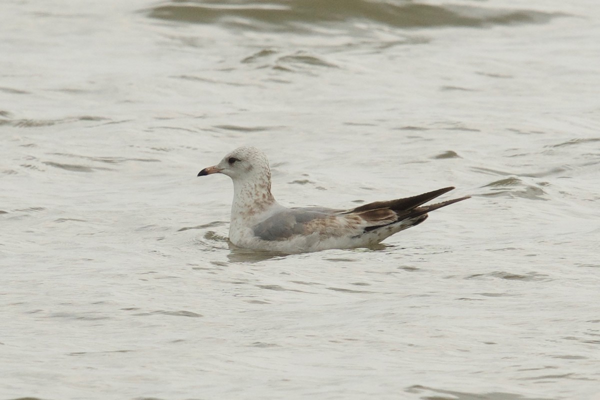 Common Gull - ML143508591