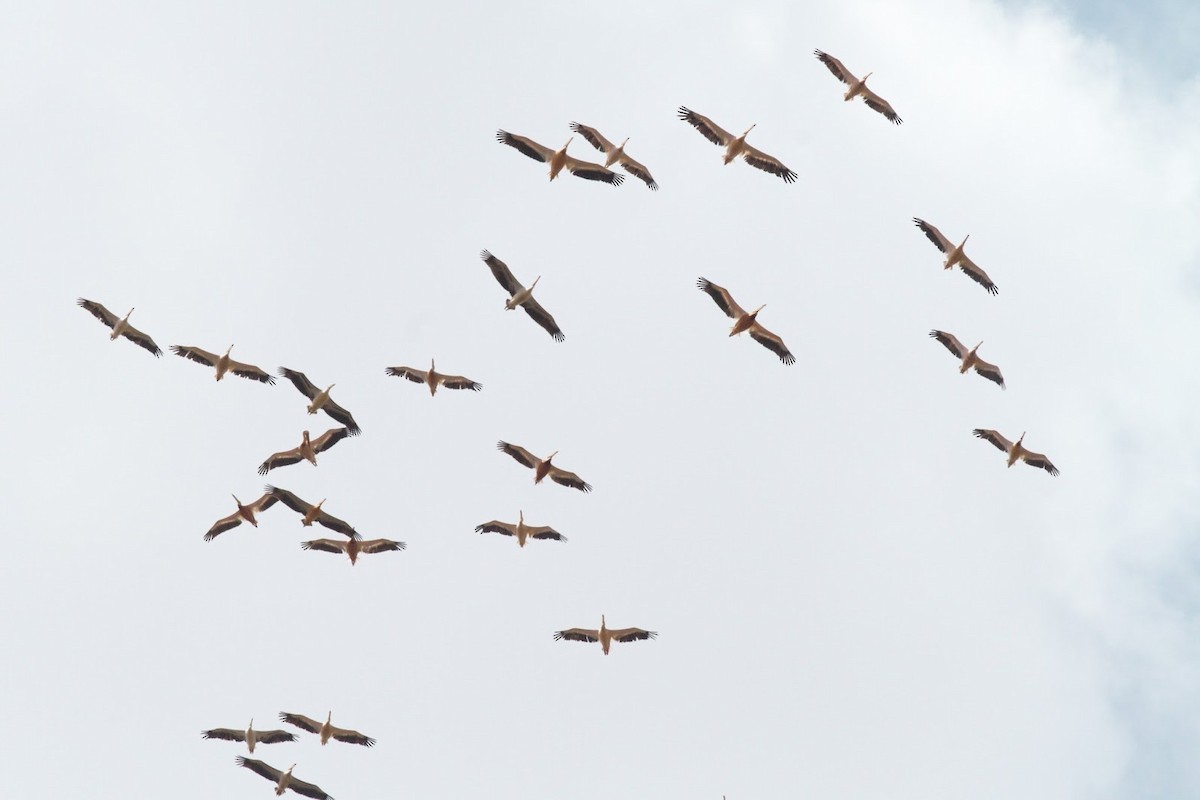 Great White Pelican - ML143508771