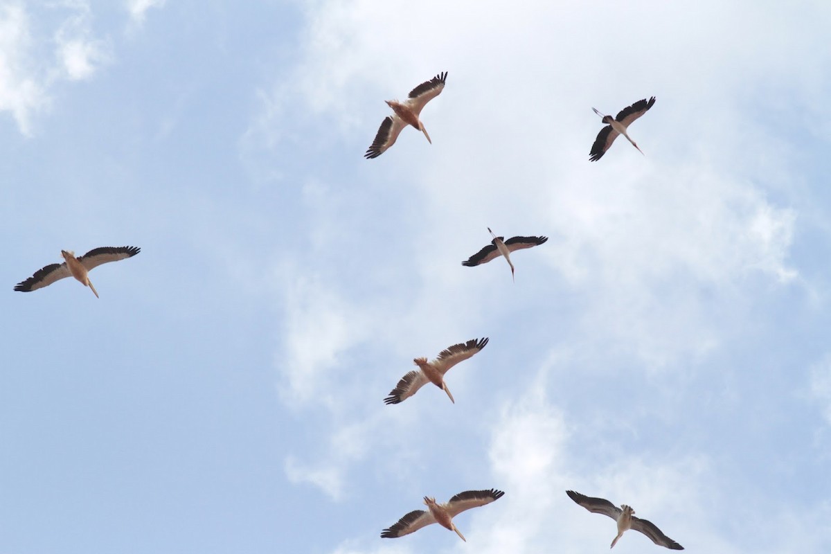 Yellow-billed Stork - ML143510051