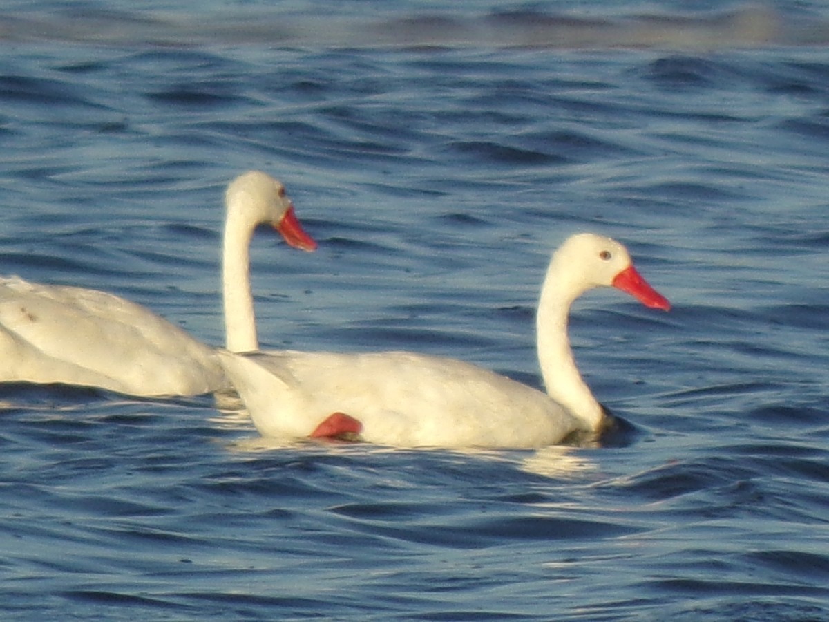 Coscoroba Swan - Martin  Juarez