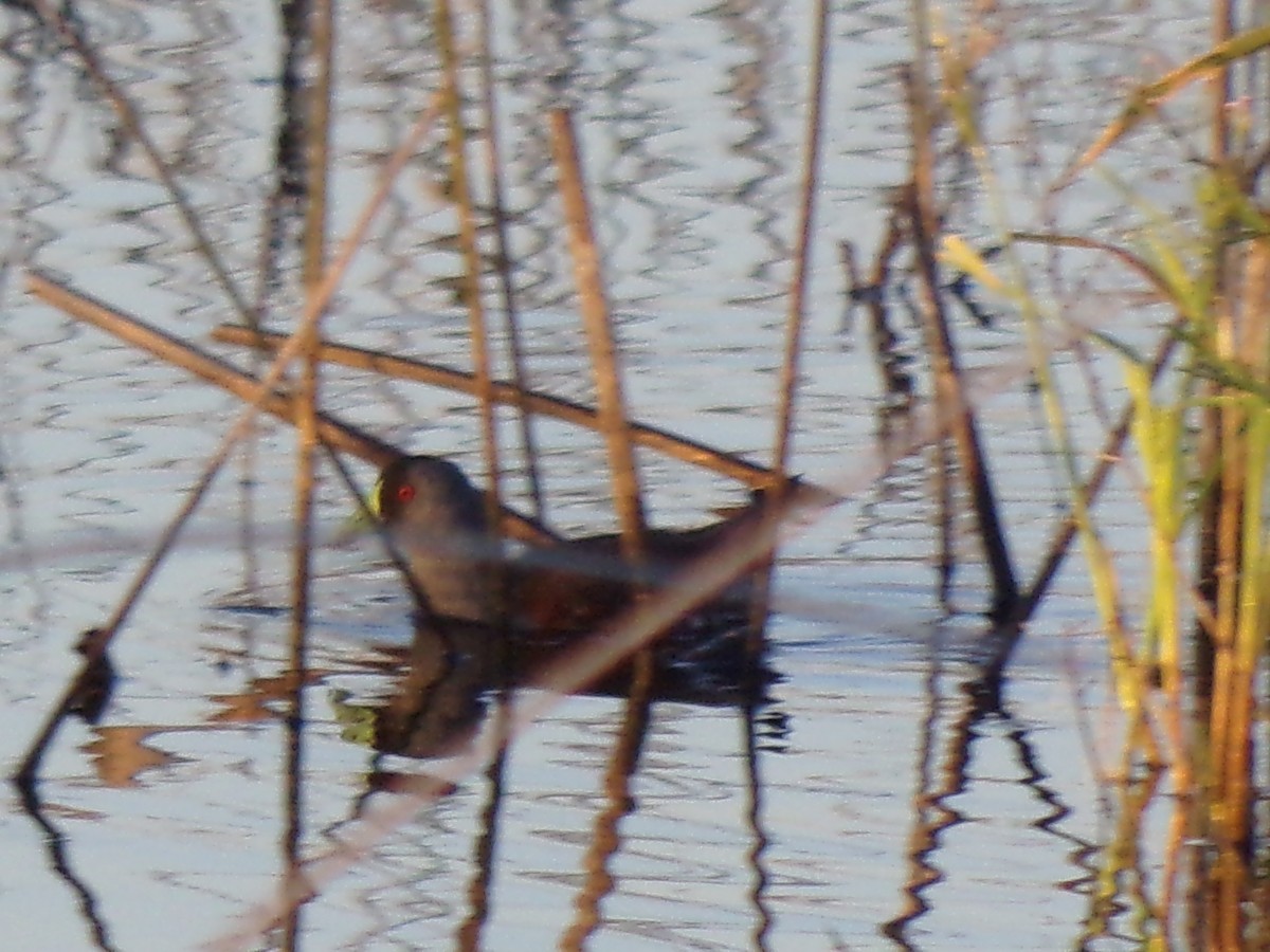 Spot-flanked Gallinule - Martin  Juarez