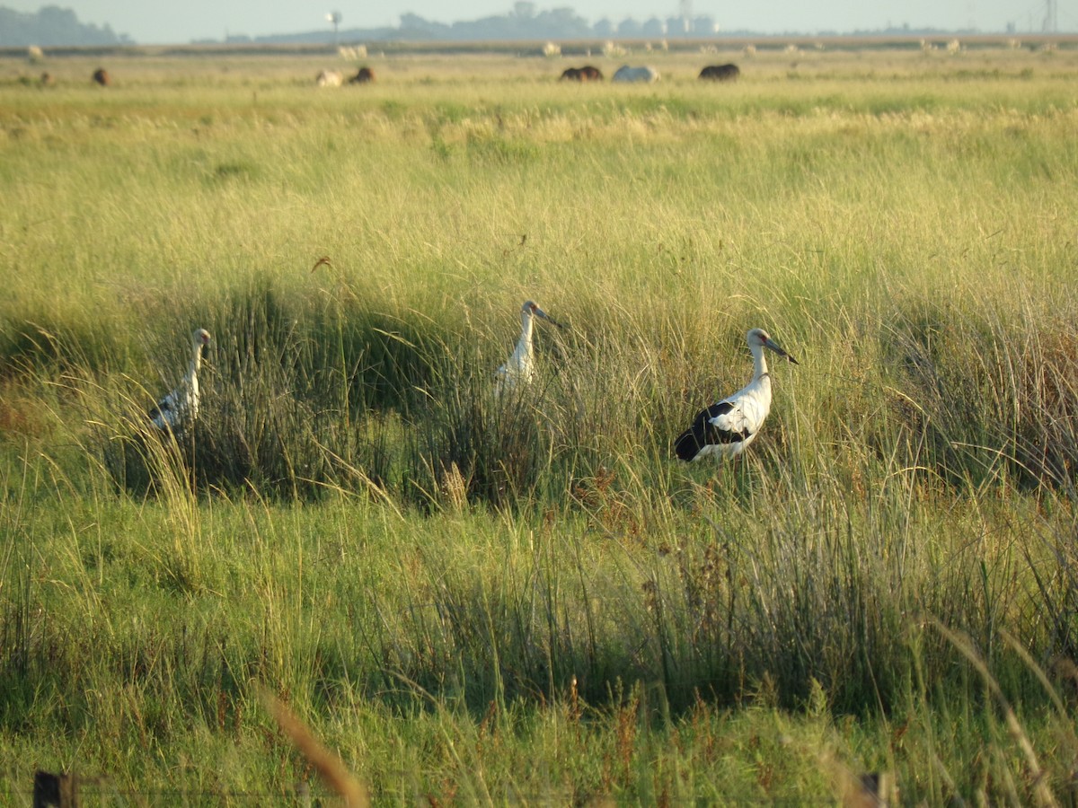 Cigüeña Maguari - ML143510461