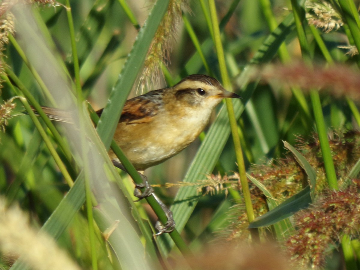 Wren-like Rushbird - Martin  Juarez