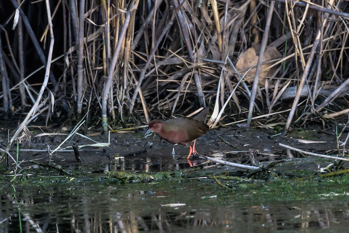 Ruddy-breasted Crake - ML143510601