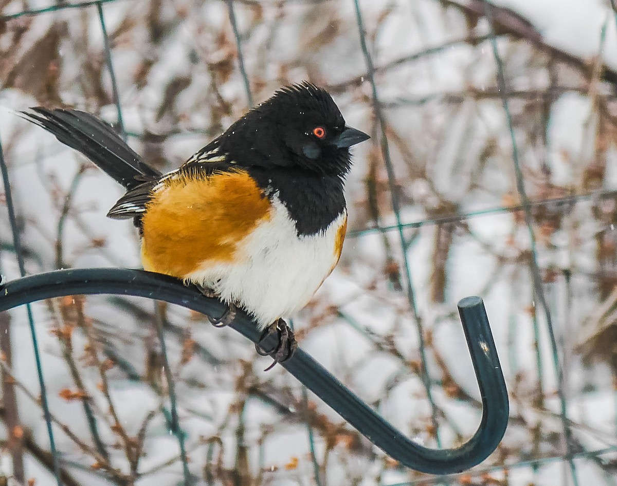 Spotted Towhee - ML143510611