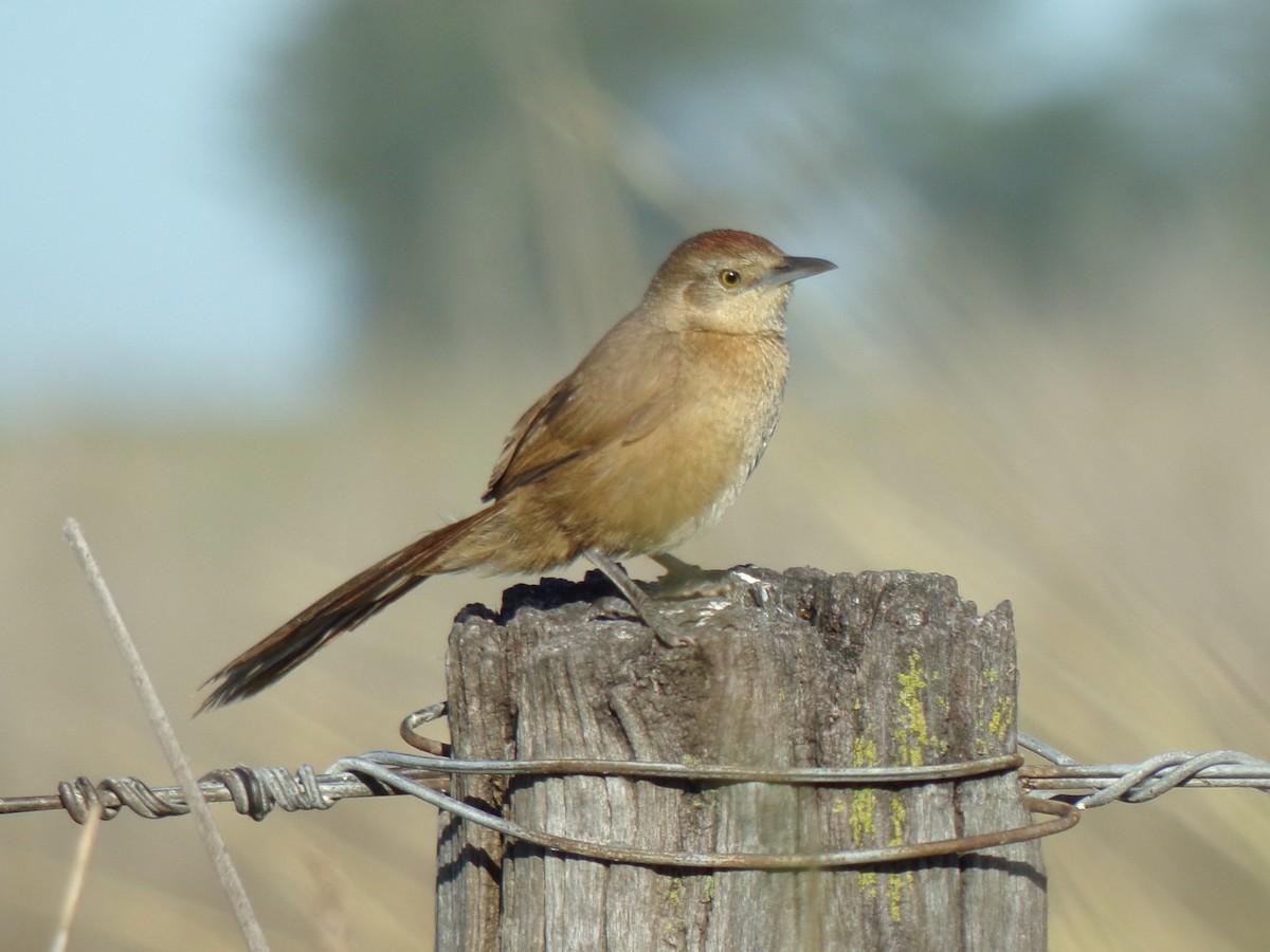 Freckle-breasted Thornbird - Martin  Juarez