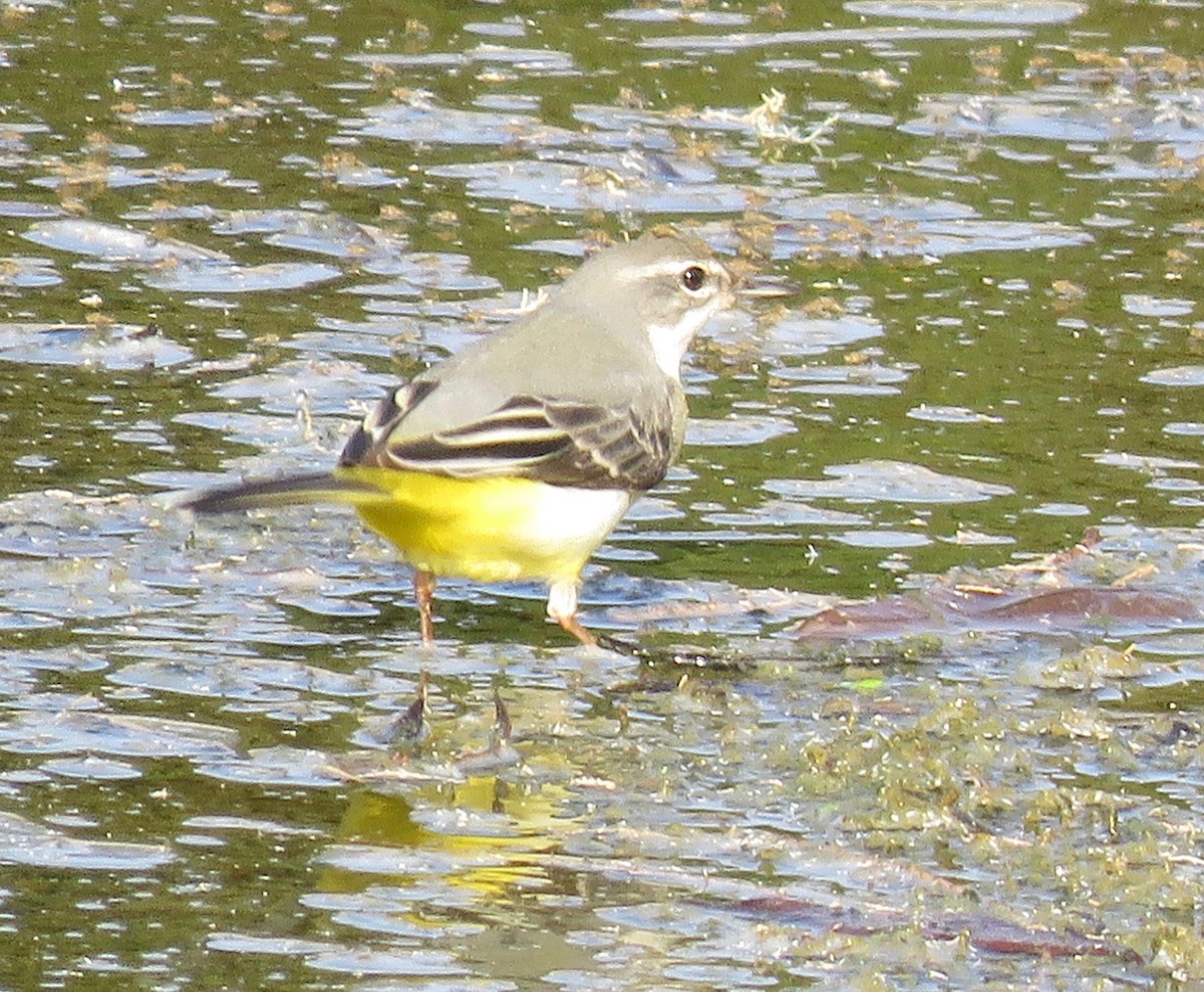 Gray Wagtail - ML143510841