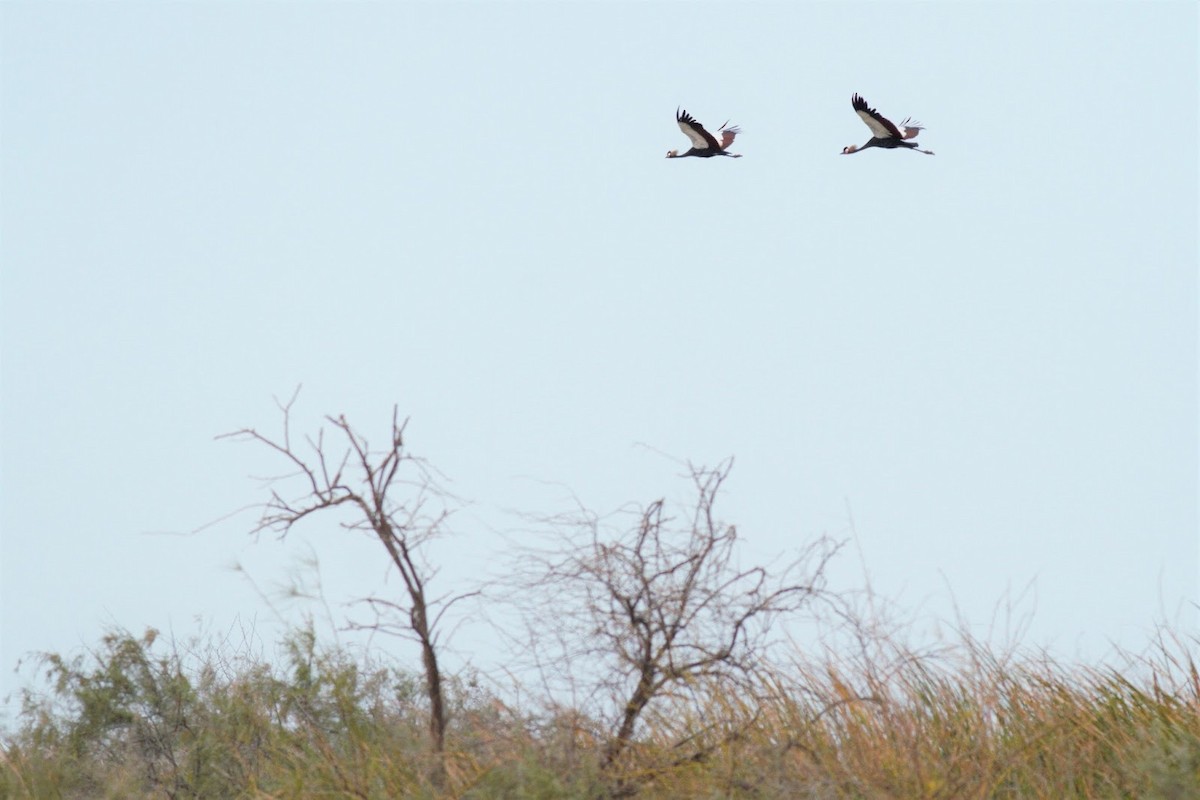 Black Crowned-Crane - ML143511731