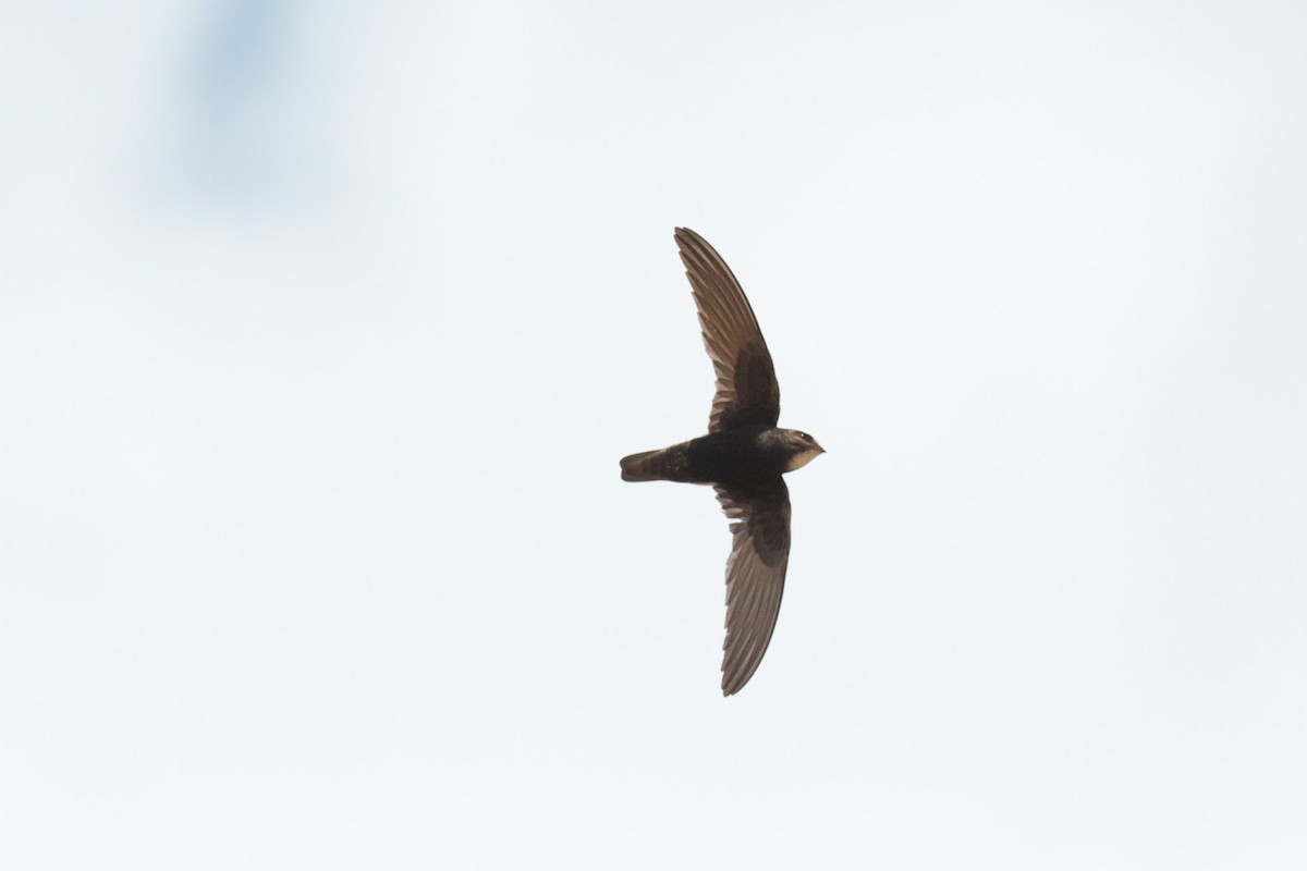 Little Swift (Little) - ML143513301