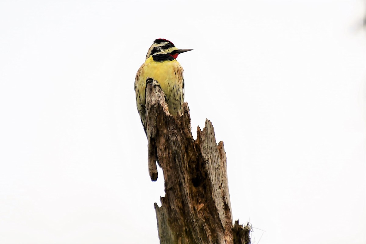 Yellow-bellied Sapsucker - Jim Collins