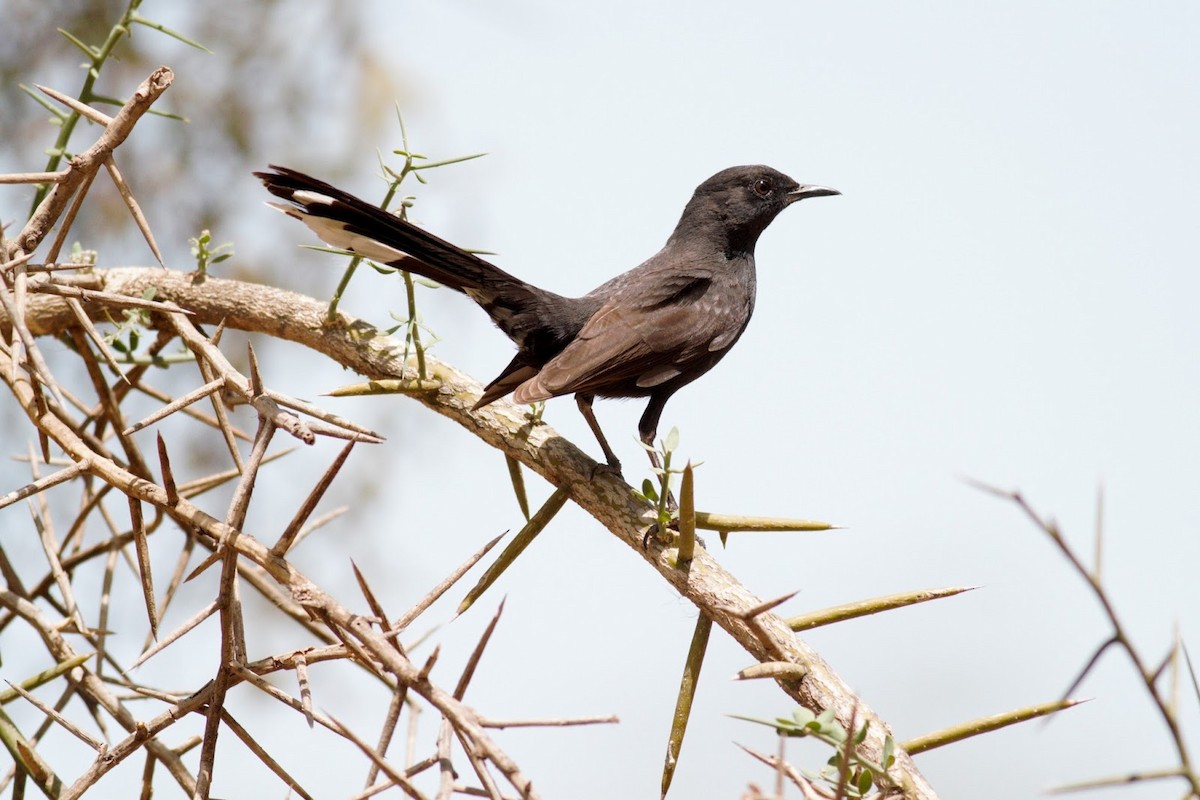 Black Scrub-Robin - Frédéric Bacuez